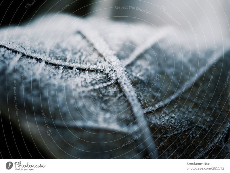 Auf eisiger Spur Natur Pflanze Eis Frost Blatt Grünpflanze kalt weiß Blattadern Blattgrün Eiskristall Winter Laubbaum gefroren glänzend Februar Raureif