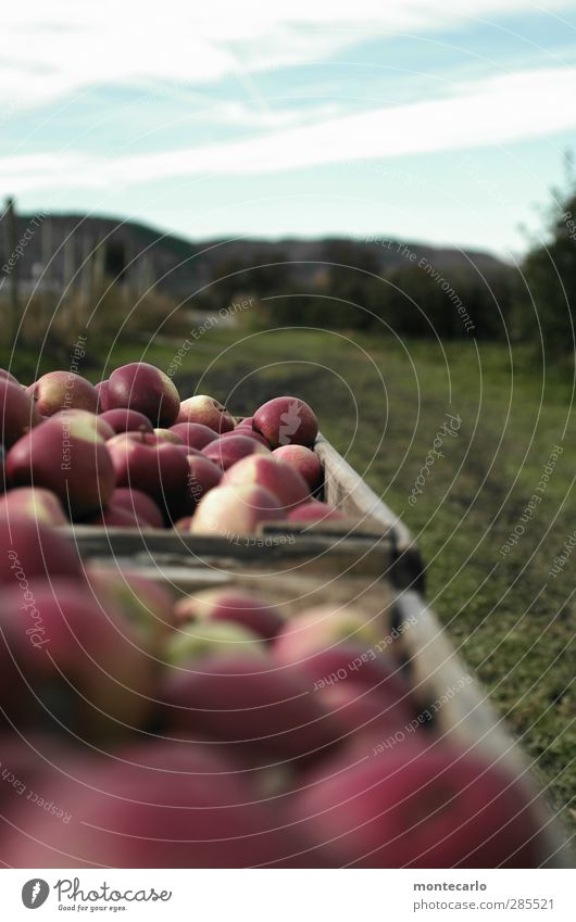 neue ernte Lebensmittel Frucht Apfel Landwirt Apfelbauer Plantage Landwirtschaft Forstwirtschaft Handwerk Umwelt Natur Landschaft Himmel Wolken Herbst