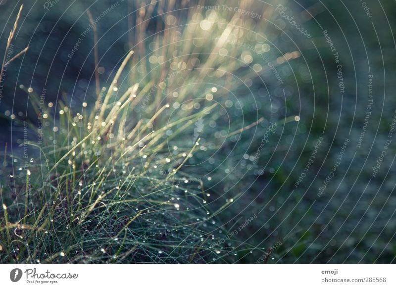 mikro Umwelt Natur Landschaft Regen Gras Garten Wiese nass natürlich grün Wassertropfen Farbfoto Außenaufnahme Nahaufnahme Detailaufnahme Menschenleer Morgen