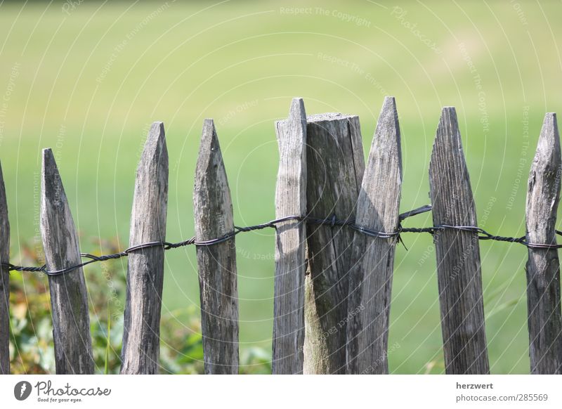 Wink mit dem Zaunpfahl Garten Natur Frühling Wiese Holz grau Begrenzung Gedeckte Farben Außenaufnahme Menschenleer