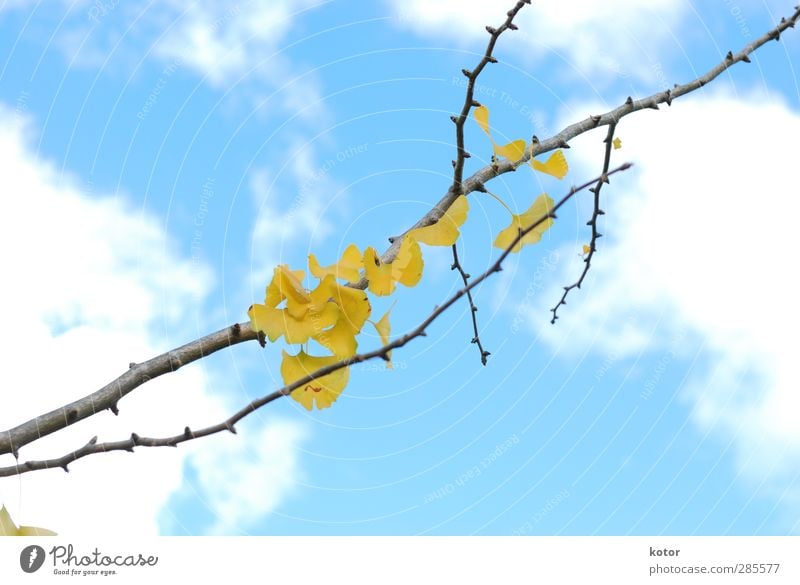 Ginko Nr. 276 Umwelt Natur Pflanze Luft Himmel Herbst Klimawandel Garten Park Gefühle Vorfreude Optimismus Romantik schön Hoffnung Zukunftsangst Verzweiflung