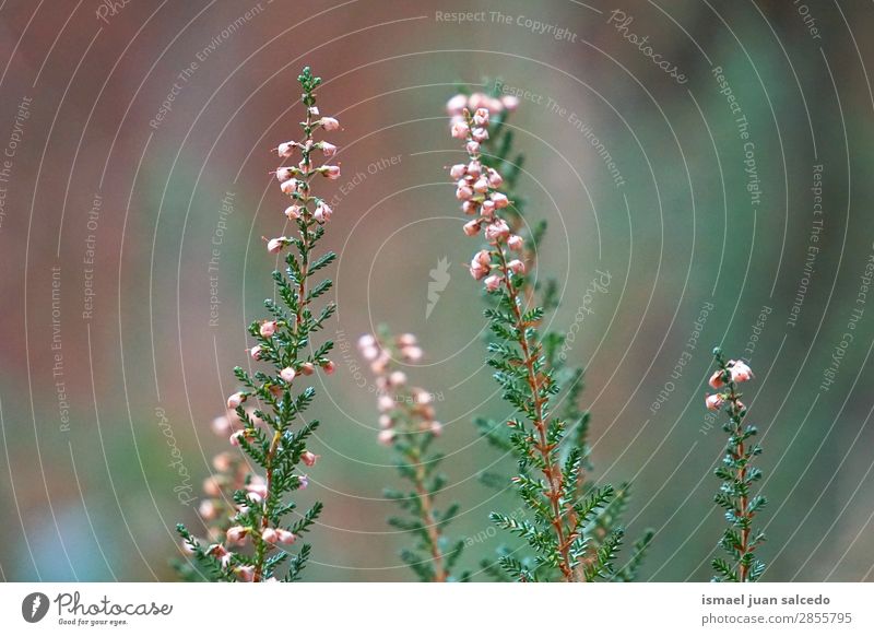 Blumenpflanze im Garten Pflanze Farbe geblümt Natur Dekoration & Verzierung Romantik Beautyfotografie zerbrechlich Hintergrund Frühling Sommer Winter Herbst