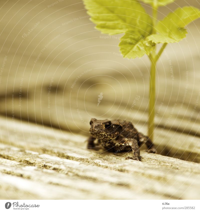 Kröterich Sommer Herbst Pflanze Wildpflanze Garten Frosch Tierjunges krabbeln Wachstum warten authentisch Ekel frei Freundlichkeit hässlich klein schön gelb