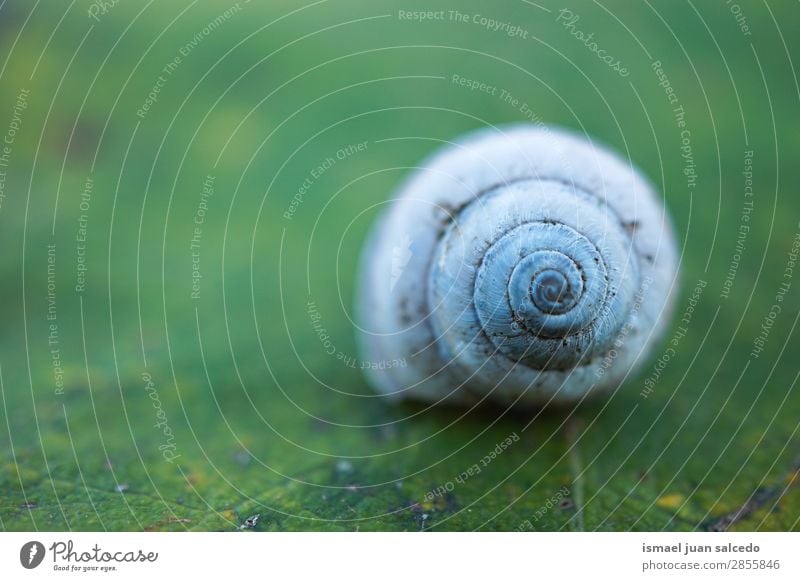 Schnecke auf der Pflanze Riesenglanzschnecke Tier Wanze weiß Insekt klein Panzer Spirale Natur Garten Außenaufnahme zerbrechlich niedlich Beautyfotografie