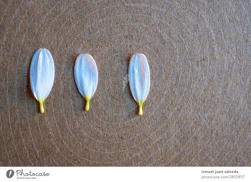 weiße Blume Pflanze Blütenblätter Blütenblatt Garten geblümt Natur Dekoration & Verzierung Romantik Beautyfotografie zerbrechlich Hintergrund Frühling Sommer