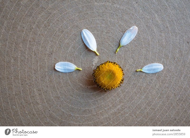 Gänseblume Pflanze Blütenblätter Blume Korbblütengewächs Gänseblümchen weiß Blütenblatt Garten geblümt Natur Dekoration & Verzierung romantisch Beautyfotografie