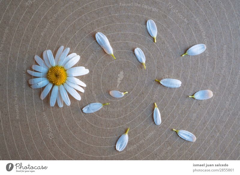 Gänseblume Pflanze Blütenblätter Blume Korbblütengewächs Gänseblümchen weiß Blütenblatt Garten geblümt Natur Dekoration & Verzierung romantisch Beautyfotografie