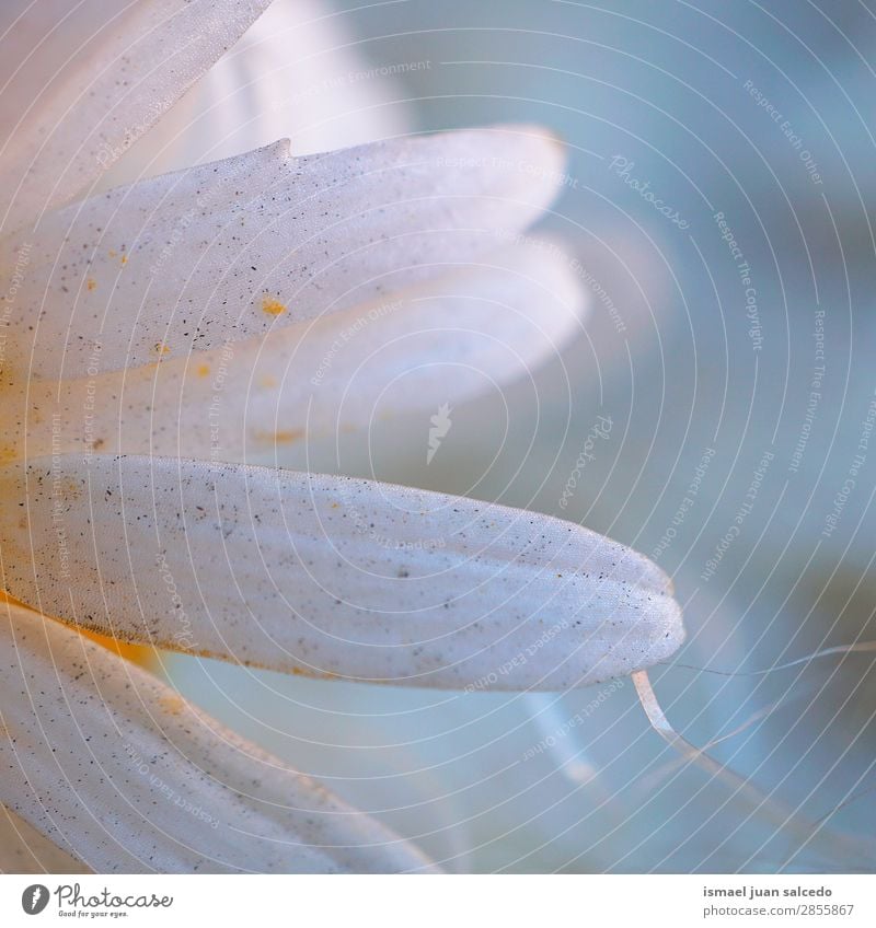 weiße Gänseblümchenblütenblätter Blume Blütenblatt Pflanze Garten geblümt Natur Dekoration & Verzierung Romantik Beautyfotografie zerbrechlich Hintergrund