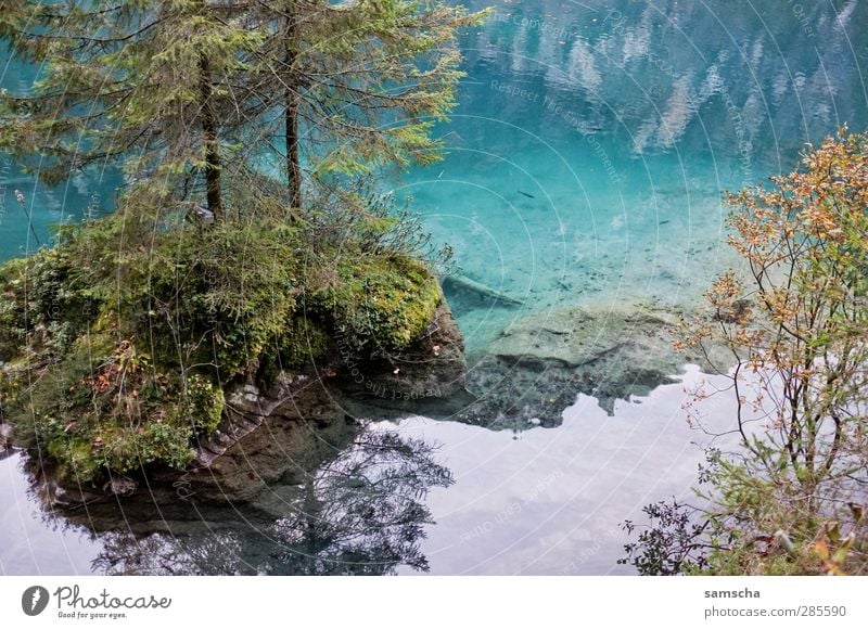 spieglein spieglein... Angeln Natur Landschaft Wasser Küste Insel Teich See nass natürlich schön Seeufer Baum Reflexion & Spiegelung Wasseroberfläche