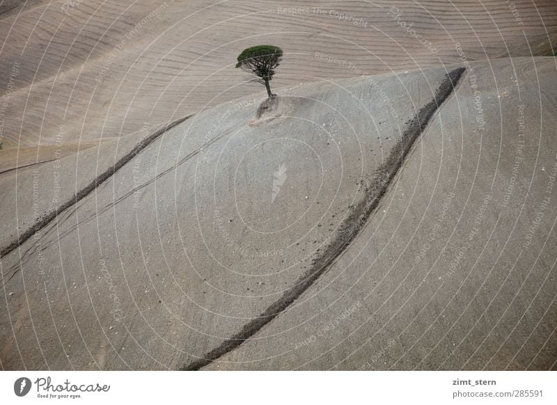 Ein Baum harmonisch Wohlgefühl Zufriedenheit Ferien & Urlaub & Reisen Tourismus Ausflug Natur Landschaft Urelemente Erde Herbst Feld Hügel Toskana Crete