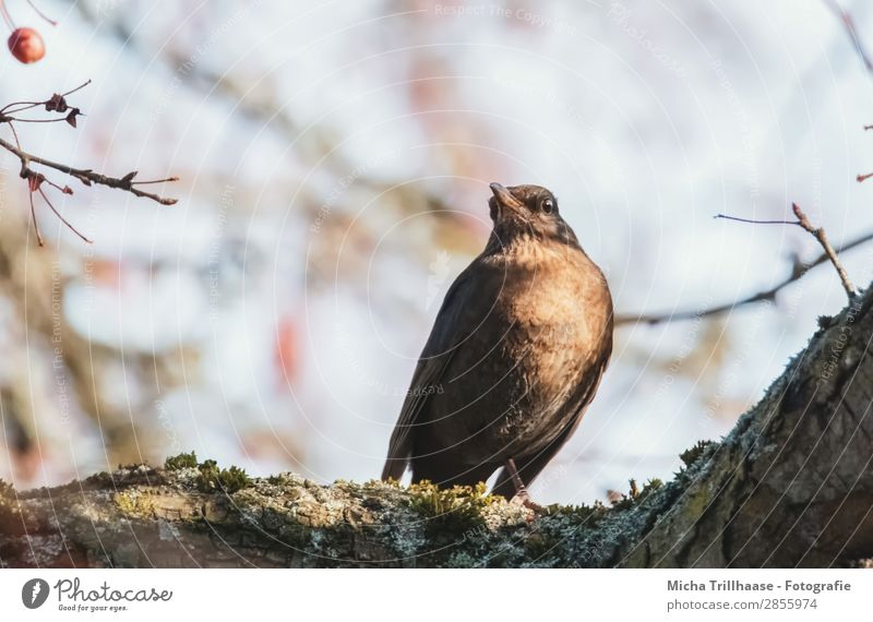 Amsel im sonnigen Baum Natur Tier Himmel Sonnenlicht Schönes Wetter Wildtier Vogel Tiergesicht Flügel Krallen Auge Schnabel Feder 1 beobachten Erholung glänzend