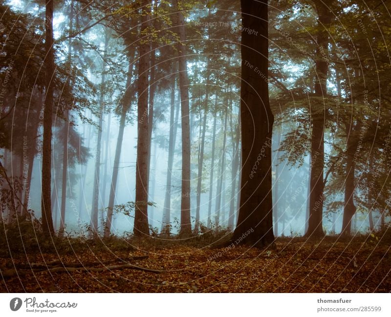 "... komm nicht vom Wege ab!" Ausflug Abenteuer wandern Landschaft Erde Luft Herbst Nebel Baum Sträucher Moos Blatt Park Wald bedrohlich fantastisch gruselig