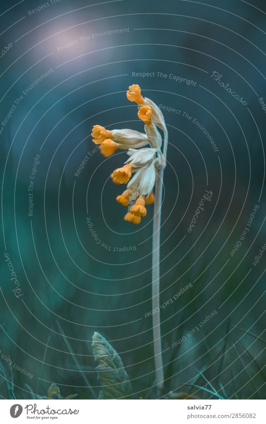 Lichtblick Umwelt Natur Frühling Pflanze Blume Blatt Blüte Wildpflanze Schlüsselblumengewächse Garten Wiese Blühend dunkel Freundlichkeit Hoffnung einzigartig