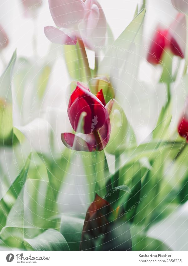 Frühlingsgruss Tulpen rot Natur Pflanze Sommer Herbst Winter Blume Blatt Blüte Blumenstrauß Blühend leuchten schön grün weiß Frühlingsgefühle Vorfreude