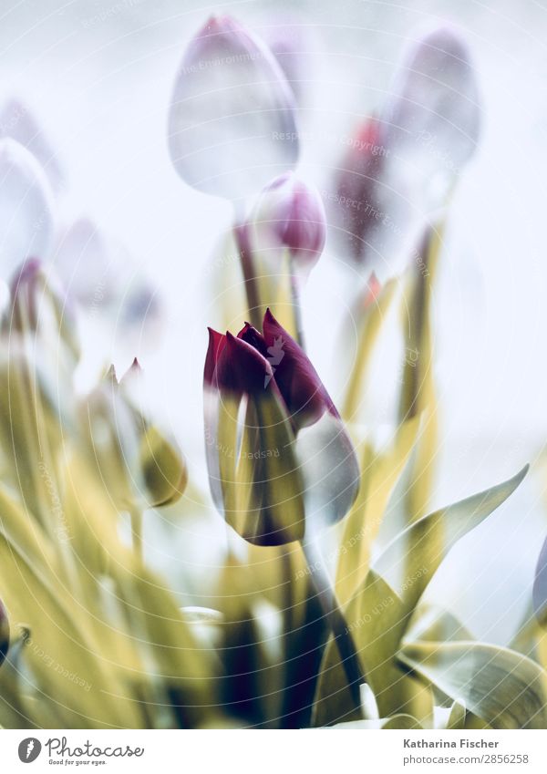 eine Schönheit Tulpe in goldenem Mantel Kunst Natur Pflanze Frühling Sommer Herbst Winter Blume Blatt Blüte Blumenstrauß Blühend leuchten schön gelb rot weiß