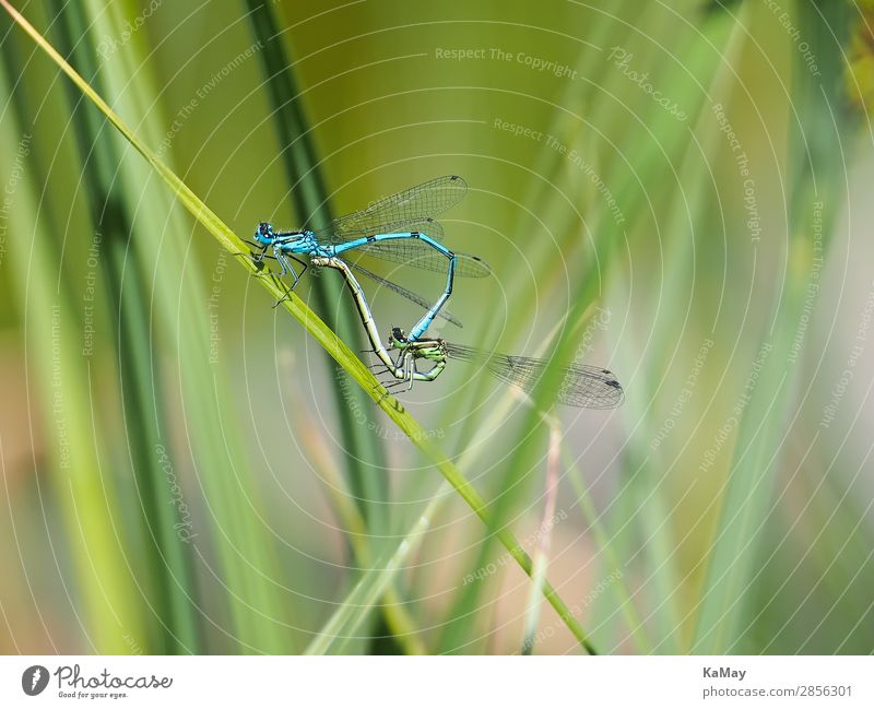 Zwei Libellen (Hufeisen-Azurjungfern) im Paarungsrad Natur Tier Frühling Sommer Teich Wildtier Insekt Becher Azurjungfer Klein Libelle 2 Tierpaar berühren Sex