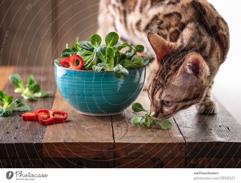 Lecker! Lebensmittel Gemüse Salat Salatbeilage Paprika Feldsalat Ernährung Bioprodukte Vegetarische Ernährung Diät Fasten Schalen & Schüsseln Lifestyle