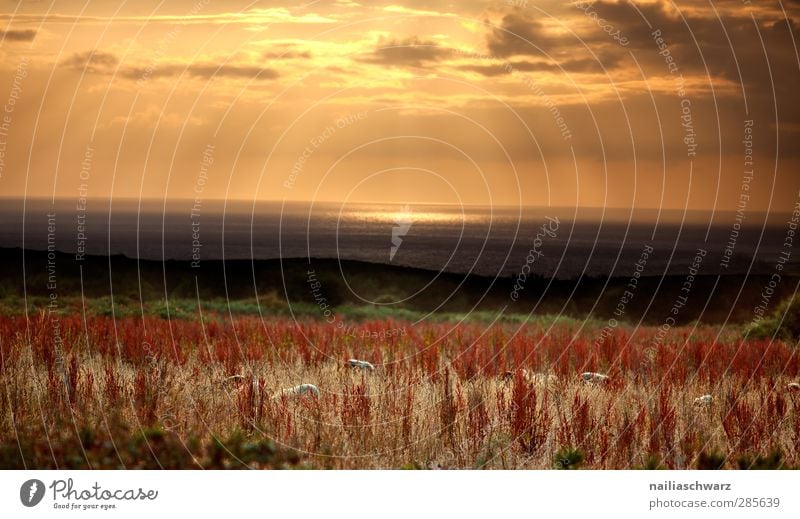 Sonnenuntergang am Meer Umwelt Natur Landschaft Wasser Himmel Wolken Sonnenaufgang Sonnenlicht Sommer Küste Atlantik Bretagne Tier Nutztier Schaf Schafherde