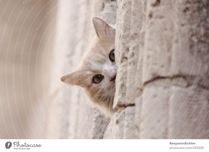 the look Erde Tier Haustier Katze Tiergesicht 1 beobachten Jagd Kommunizieren Spielen leuchten warten Armut ästhetisch gut hell klug schön grau friedlich