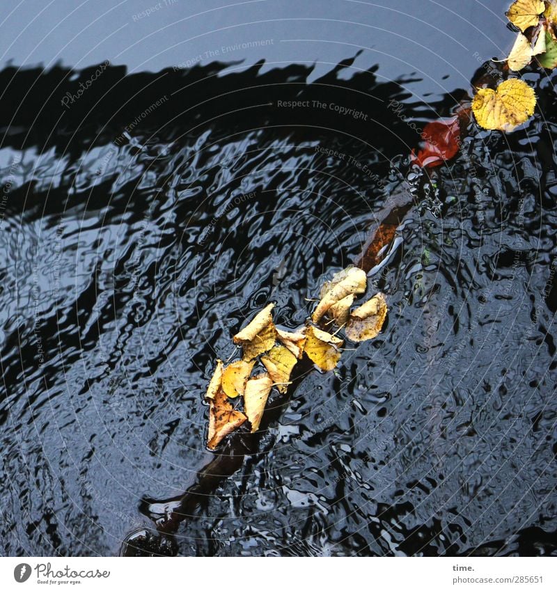 Lebenslinien Wasser Herbst Schönes Wetter Blatt Ast Fluss Wasserfall Bewegung hängen Schwimmen & Baden Geschwindigkeit komplex Vergänglichkeit