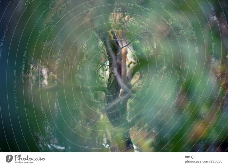 zwischendurch Umwelt Natur Pflanze Baum Grünpflanze Blatt natürlich grün geheimnisvoll Farbfoto Außenaufnahme Detailaufnahme Tag Schwache Tiefenschärfe