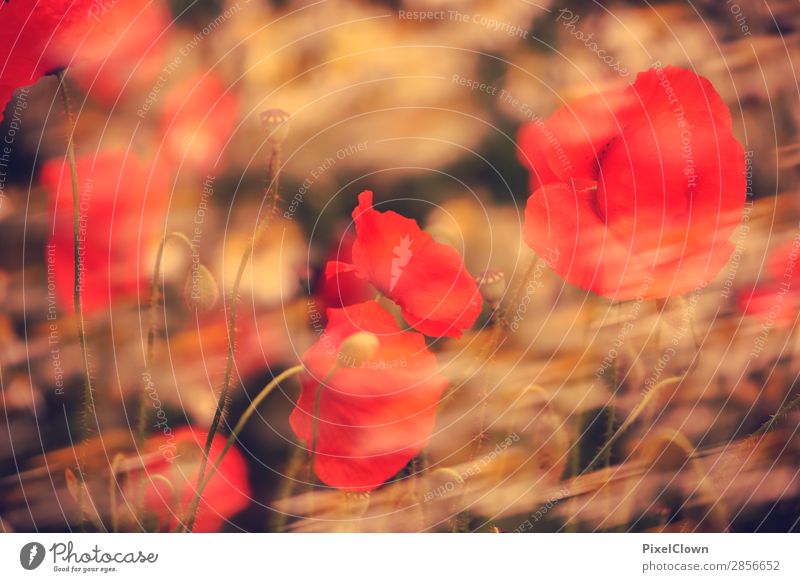 Der Frühling kommt Lifestyle schön Sommer Garten Landwirtschaft Forstwirtschaft Kunst Umwelt Natur Landschaft Pflanze Sonne Blatt Wildpflanze Park Wiese Feld