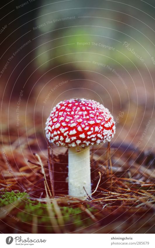 abendbrot Natur Fliegenpilz Tannennadel Moos Wald braun weiß gefährlich Glücksbringer verführerisch Herbst Gift Tod Märchen Märchenwald Farbfoto Außenaufnahme