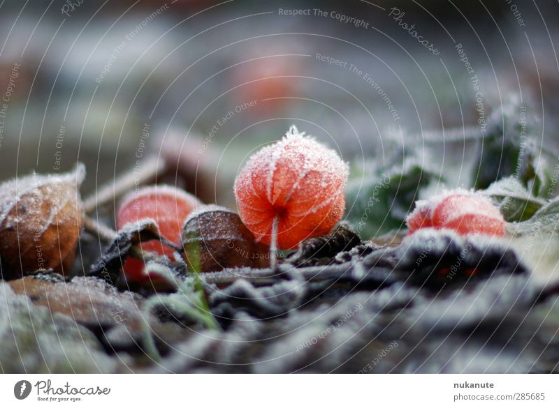 physalis gefroren Sinnesorgane Natur Pflanze Erde Herbst Winter Eis Frost Blume "Physalis alkekengi Lampionblume" Garten frieren leuchten ästhetisch kalt braun