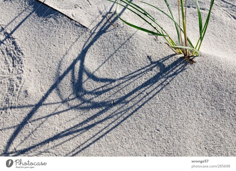 Strandgras Natur Tier Sand Herbst Pflanze Gras Grünpflanze Küste Ostsee grün Halm Farbfoto Gedeckte Farben Außenaufnahme Nahaufnahme abstrakt Menschenleer Tag