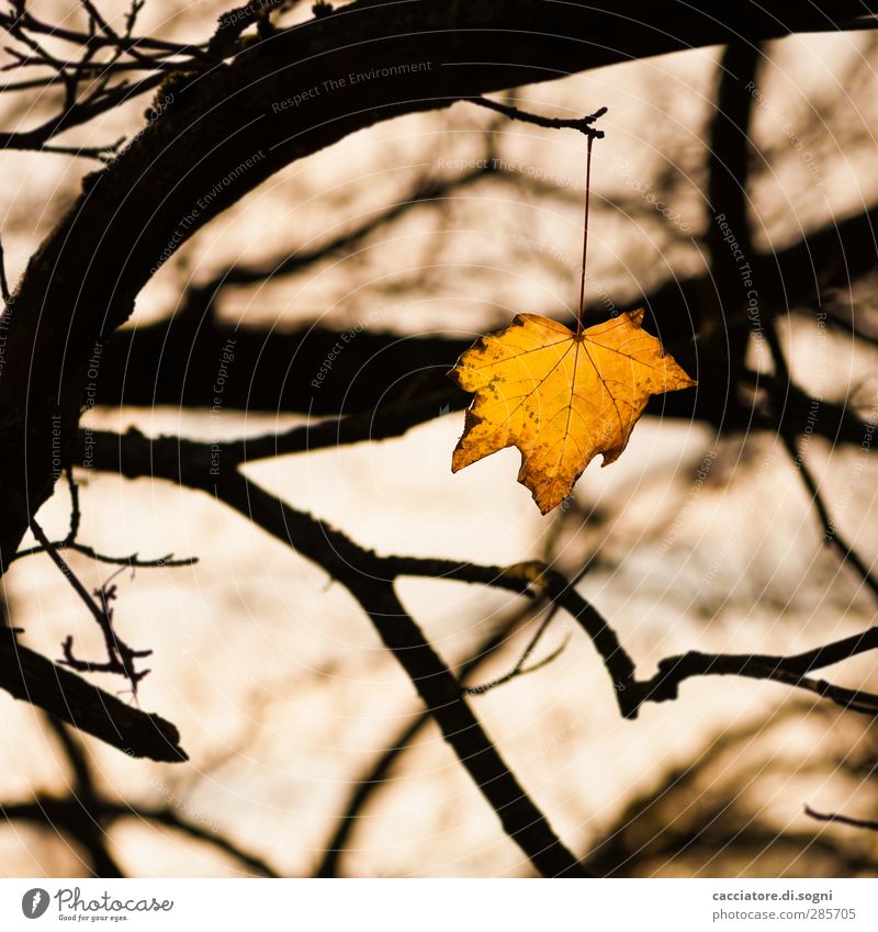 facing the death Natur Pflanze Herbst Baum Blatt Park Wald hängen leuchten Traurigkeit bedrohlich dunkel trist gelb schwarz Tapferkeit Willensstärke Ausdauer