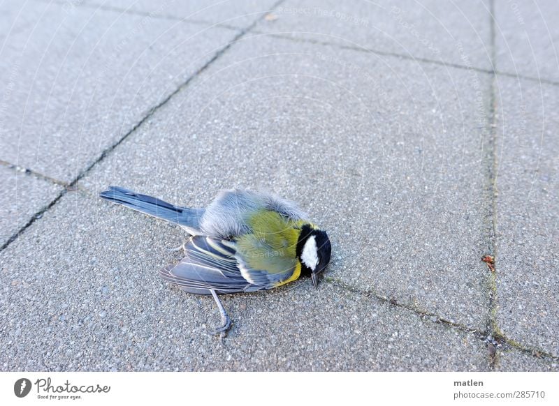 Hals-und Beinbruch Menschenleer Tier Totes Tier Vogel 1 blau gelb grau Tod Meisen gestorben Außenaufnahme Textfreiraum oben Tag