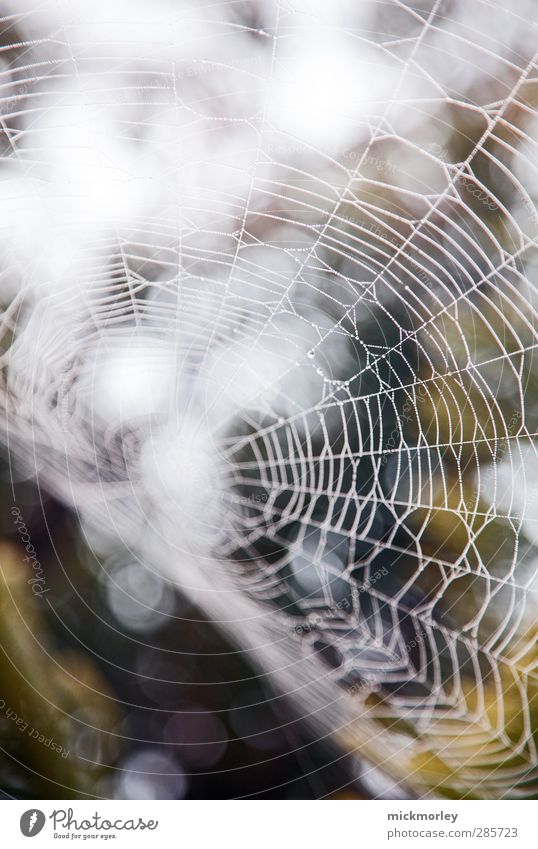 Vernetzung Umwelt Natur Pflanze Baum Nutztier Spinne ästhetisch authentisch Bekanntheit dünn elegant gruselig listig geduldig ruhig Neugier Überraschung Tod