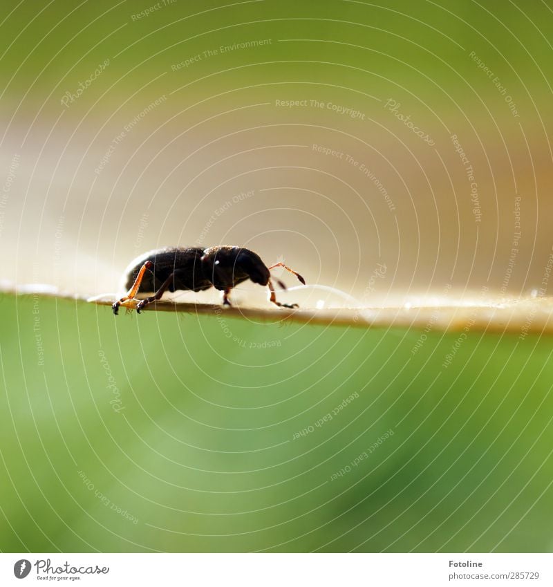 Auf Blattes Kante Umwelt Natur Pflanze Tier Herbst Käfer hell klein nah natürlich grün schwarz krabbeln Insekt Fühler Beine Farbfoto mehrfarbig Außenaufnahme