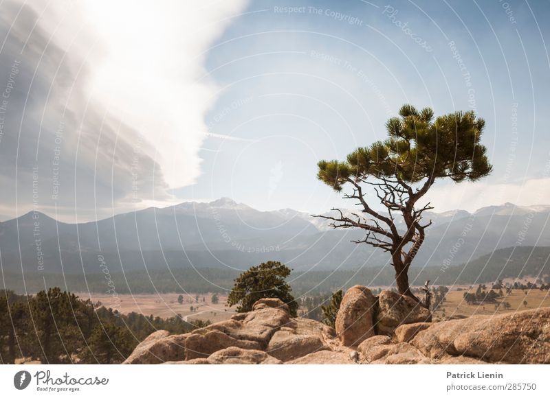 If trees could talk Umwelt Natur Landschaft Pflanze Urelemente Luft Himmel Wolken Sonnenlicht Klima Klimawandel Wetter Schönes Wetter Baum Wald Felsen