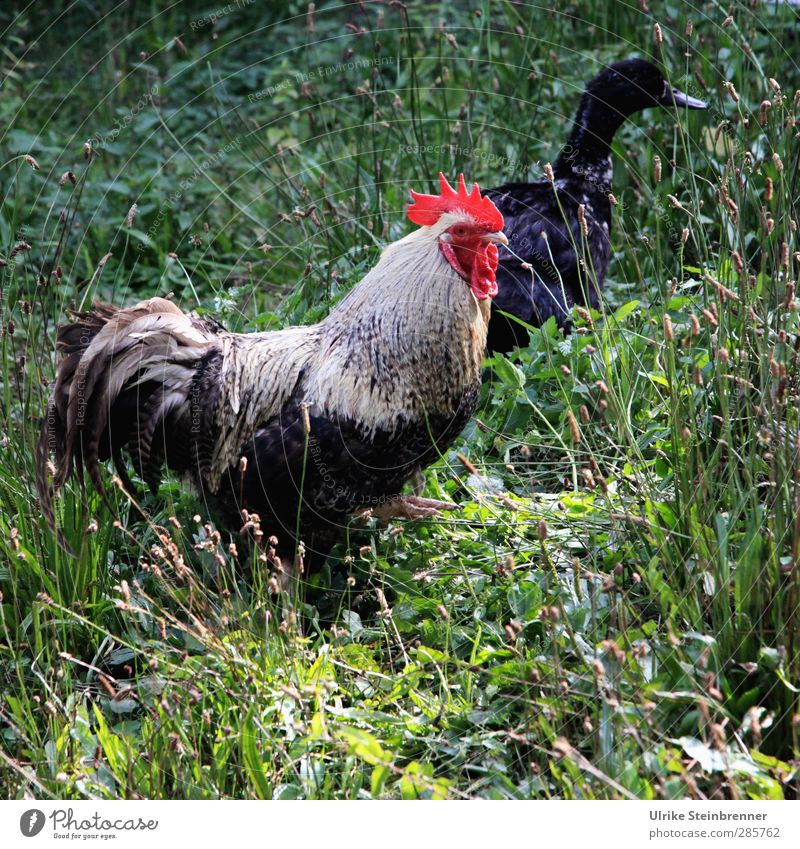 Hahn mit Ente Pflanze Tier Sommer Gras Wiese Feld Haustier Nutztier Flügel Federvieh Viehzucht Viehhaltung Hühnerhof 2 beobachten stehen natürlich