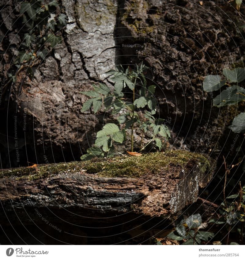 die Stille - harmonisch Wohlgefühl Zufriedenheit Sinnesorgane Erholung ruhig Meditation Duft Sommer Sonne Schönes Wetter Baum Efeu Farn Wildpflanze Park Wald