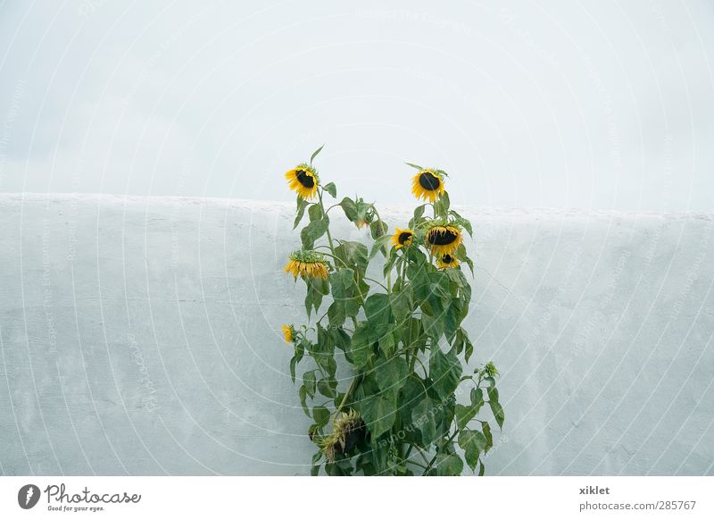 Sonnenblume Wasser Himmel Gewitterwolken Regen Blume Blatt Blüte Feld Beton Backstein Traurigkeit elegant frei Fröhlichkeit kalt natürlich positiv schön trist