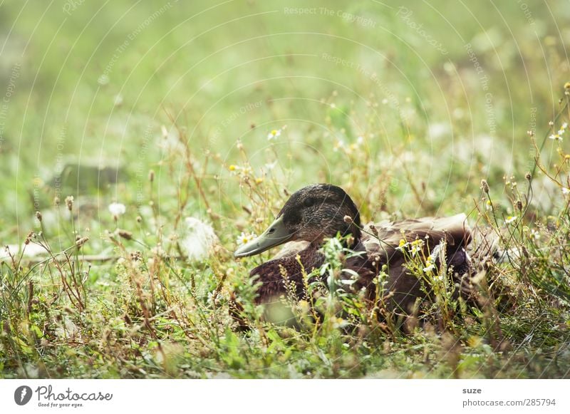 Sommer is zu Ente Umwelt Natur Tier Wetter Schönes Wetter Gras Wiese Teich See Wildtier Vogel 1 liegen authentisch braun grün Entenvögel Stockente tierisch