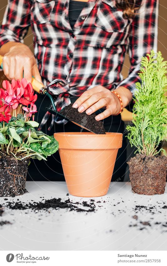 Frauenhände transplantieren Pflanze. heimwärts Sau Aussaat Wiederbepflanzung Gartenarbeit Topf Blumentopf Wachstum Farne Mensch Lifestyle Saatgut Düngung