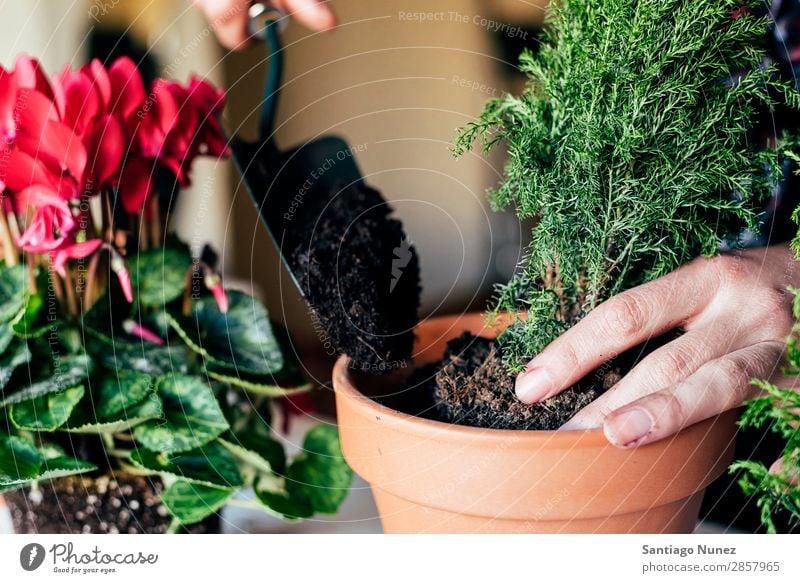 Frauenhände transplantieren Pflanze. heimwärts Sau Aussaat Wiederbepflanzung Gartenarbeit Topf Blumentopf Wachstum Farne Mensch Lifestyle Saatgut Düngung