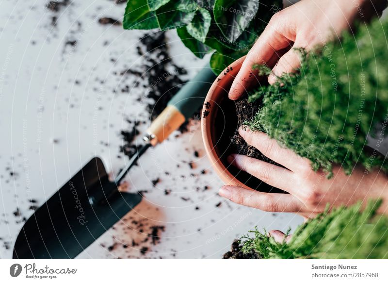 Frauenhände transplantieren Pflanze. heimwärts Sau Aussaat Gartenarbeit Topf Blumentopf Wachstum Farne Mensch Lifestyle Saatgut Düngung Biografie heimisch Öko