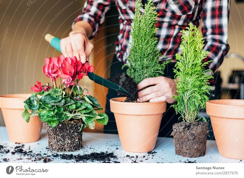 Frauenhände transplantieren Pflanze. heimwärts Sau Aussaat Wiederbepflanzung Gartenarbeit Topf Blumentopf Wachstum Farne Mensch Lifestyle Saatgut Düngung