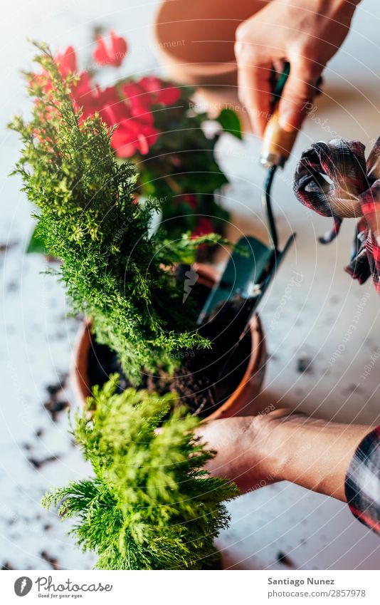 Frauenhände transplantieren Pflanze. heimwärts Sau Aussaat Wiederbepflanzung Gartenarbeit Topf Blumentopf Wachstum Farne Mensch Lifestyle Saatgut Düngung