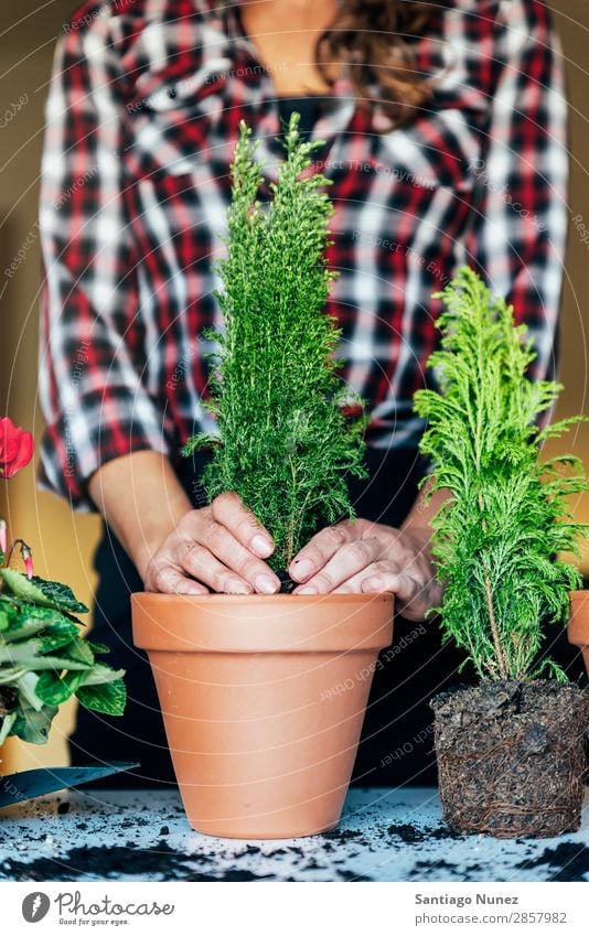 Frauenhände transplantieren Pflanze. heimwärts Sau Aussaat Wiederbepflanzung Gartenarbeit Topf Blumentopf Wachstum Farne Mensch Lifestyle Saatgut Düngung