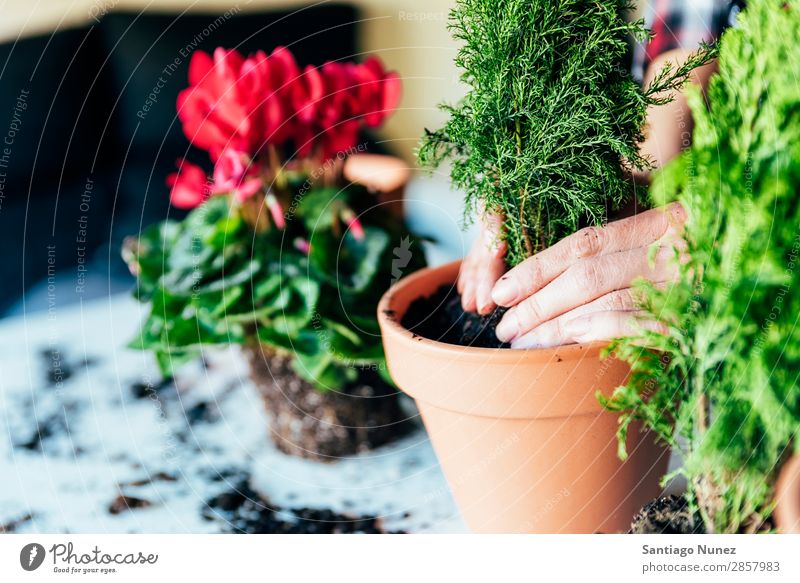 Frauenhände transplantieren Pflanze. heimwärts Sau Aussaat Wiederbepflanzung Gartenarbeit Topf Blumentopf Wachstum Farne Mensch Lifestyle Saatgut Düngung