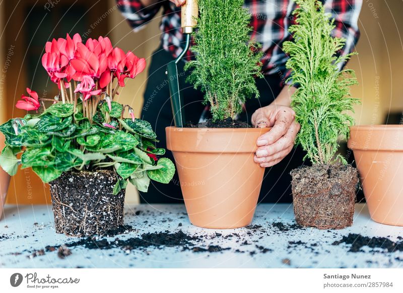 Frauenhände transplantieren Pflanze. heimwärts Sau Aussaat Wiederbepflanzung Gartenarbeit Topf Blumentopf Wachstum Farne Mensch Lifestyle Saatgut Düngung