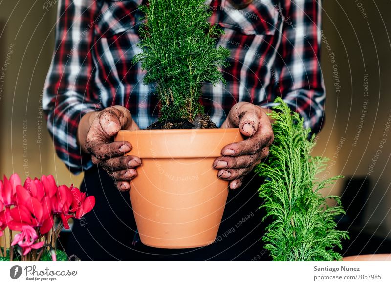 Frauenhände transplantieren Pflanze. heimwärts Sau Aussaat Wiederbepflanzung Gartenarbeit Topf Blumentopf Wachstum Farne Mensch Lifestyle Saatgut Düngung