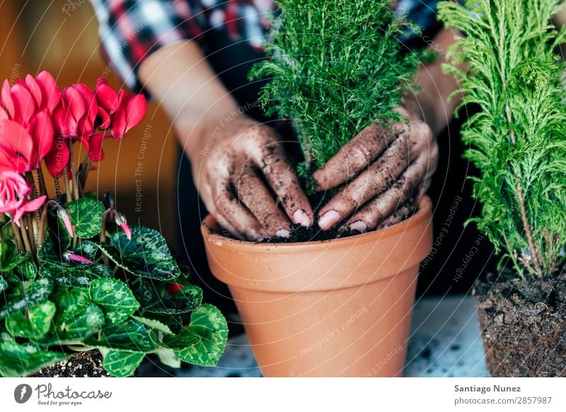 Frauenhände transplantieren Pflanze. heimwärts Sau Aussaat Gartenarbeit Topf Blumentopf Wachstum Farne Mensch Lifestyle Saatgut Düngung Biografie heimisch Öko