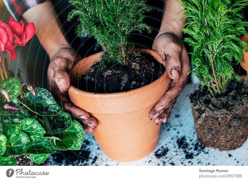 Frauenhände transplantieren Pflanze. heimwärts Sau Aussaat Wiederbepflanzung Gartenarbeit Topf Blumentopf Wachstum Farne Mensch Lifestyle Saatgut Düngung