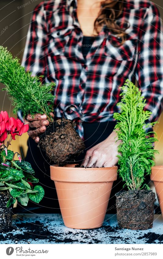 Frauenhände transplantieren Pflanze. heimwärts Sau Aussaat Wiederbepflanzung Gartenarbeit Topf Blumentopf Wachstum Farne Mensch Lifestyle Saatgut Düngung